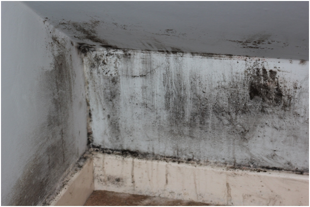 Simple Ways to Remove Mould and Mildew
