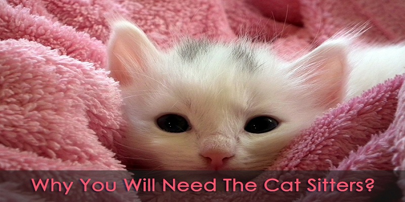 Top 6 Reasons that People Need Cat Sitters