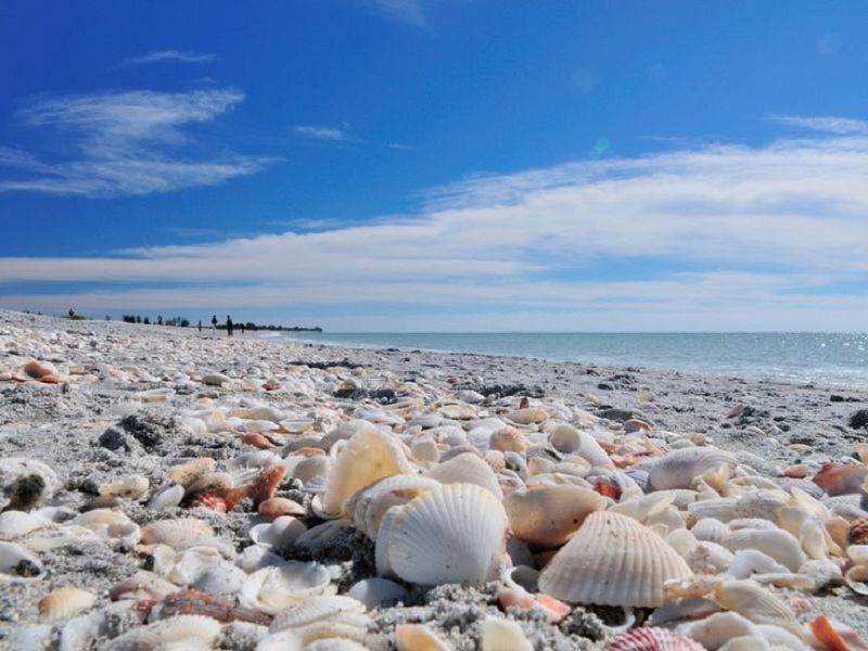 5 Great Beaches for Shelling in the U.S.