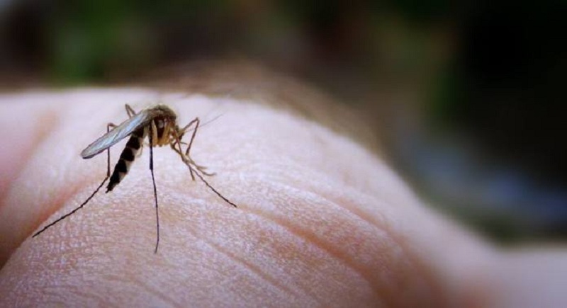 The Top 5 Natural Insect Repellents