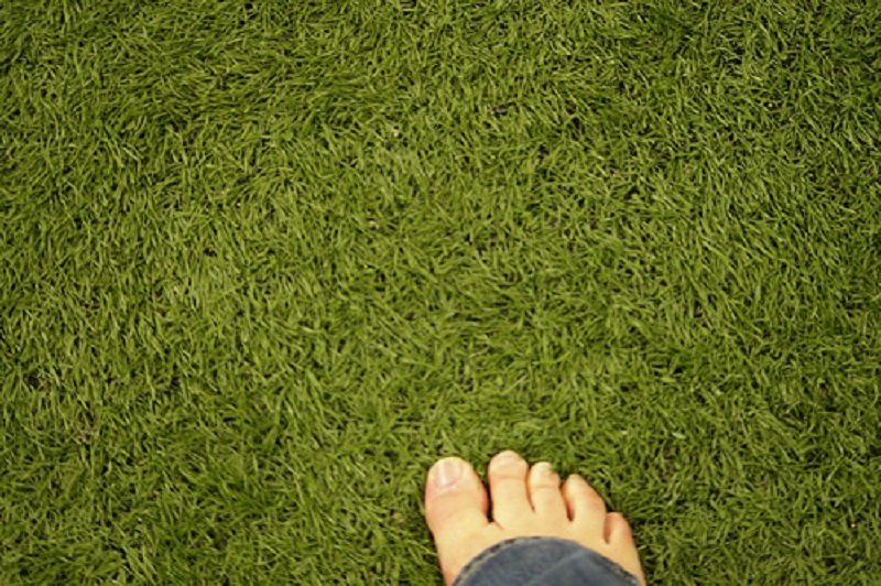 Is Fake Grass The Lawn Of The Future?