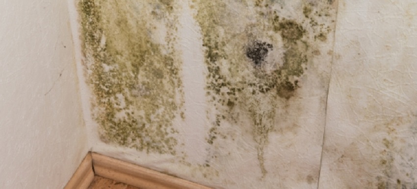 5 Mold and Mildew Prevention Tips for Homeowners