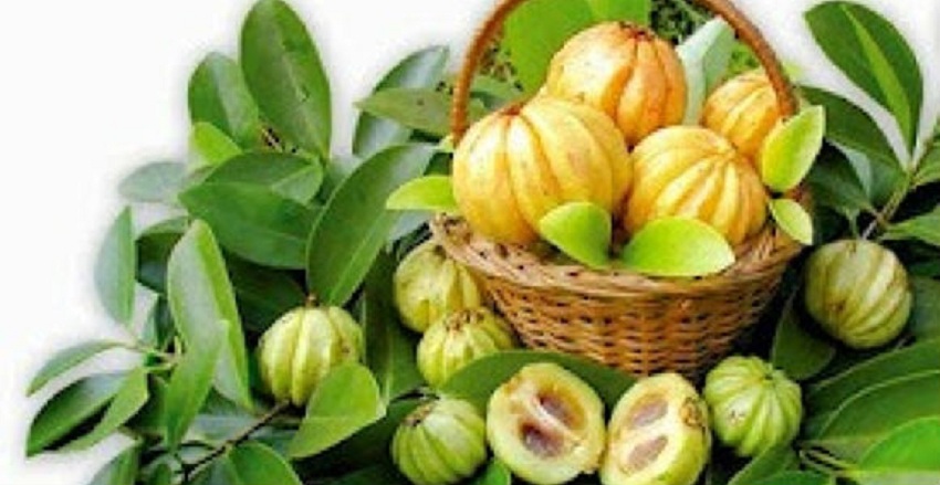 Are There Any Side Effects of Forskolin and Garcinia Cambogia?