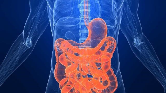 What Types of Food Are Good for Digestion?
