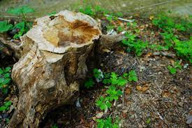 Important Reasons to Remove a Rotting Tree Stump