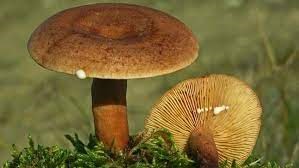 The Oakbug Milkcap and The Special Relationship Between Trees and Fungi