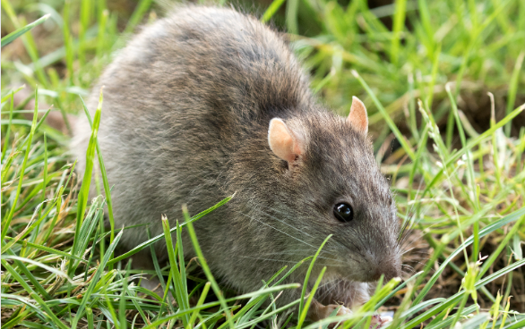How can you keep rodents out of drain and sewer pipes?